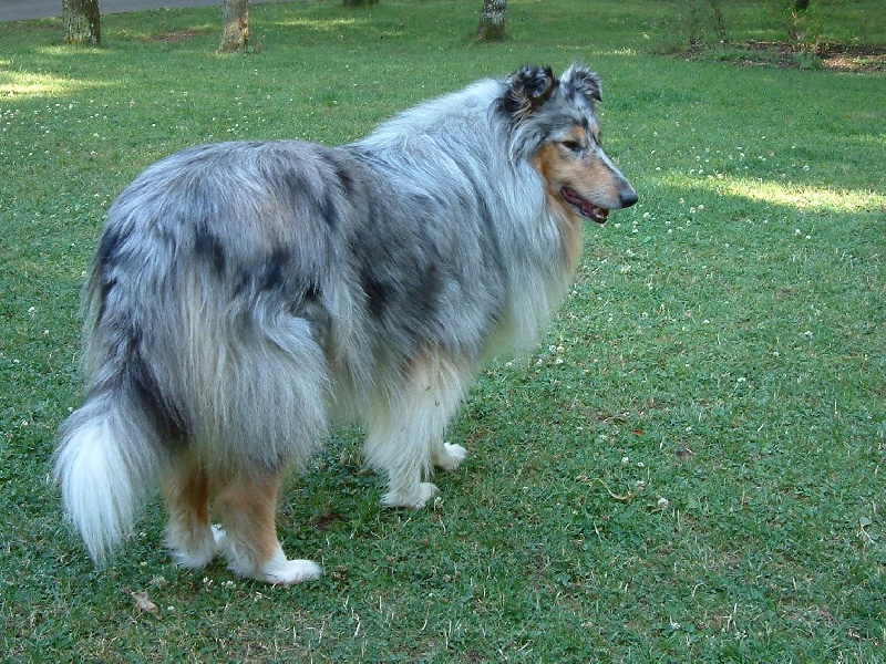 Obeline of Snowthy Park