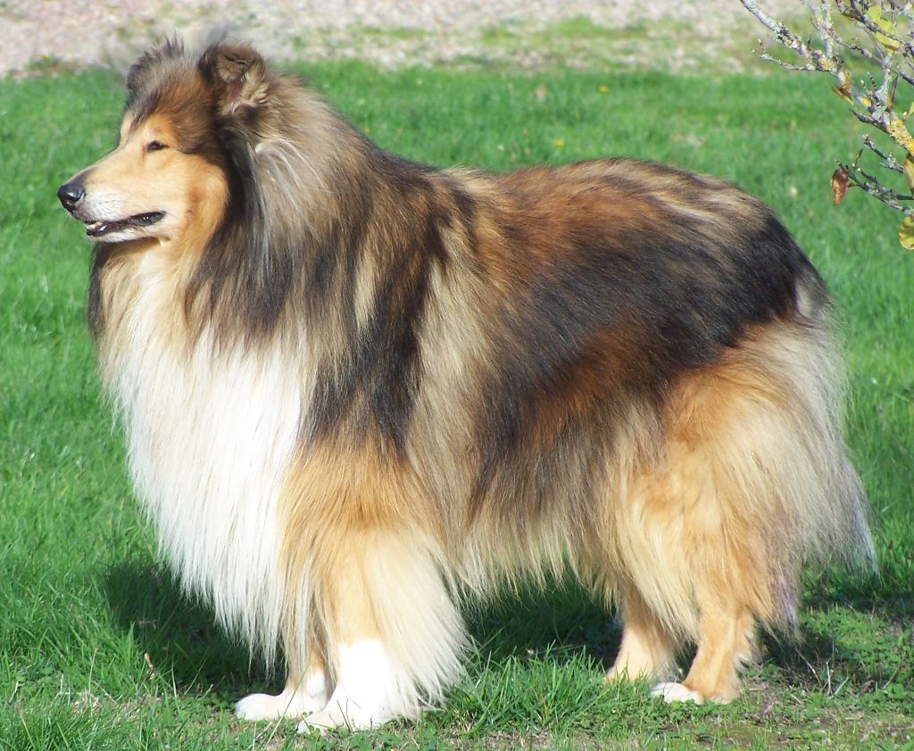 Looping of Snowthy Park