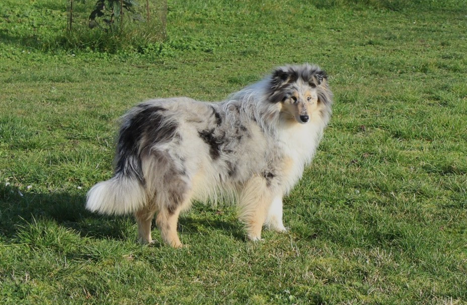 Awana de la pierre d' elisa