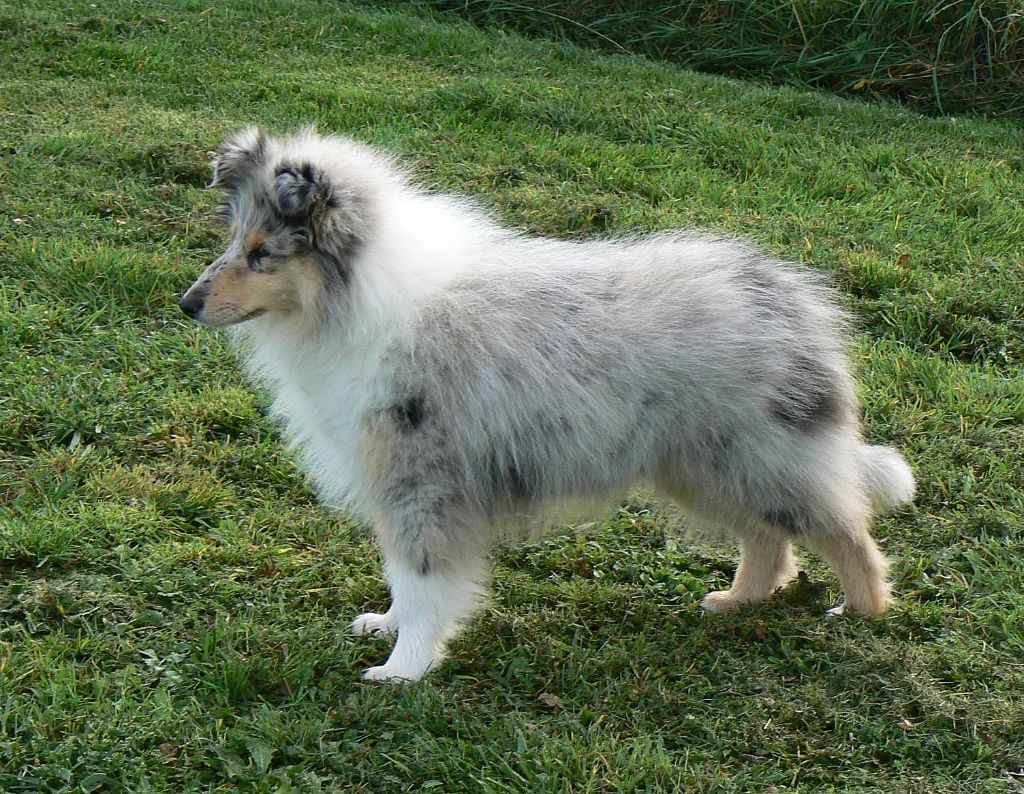 Awana de la pierre d' elisa