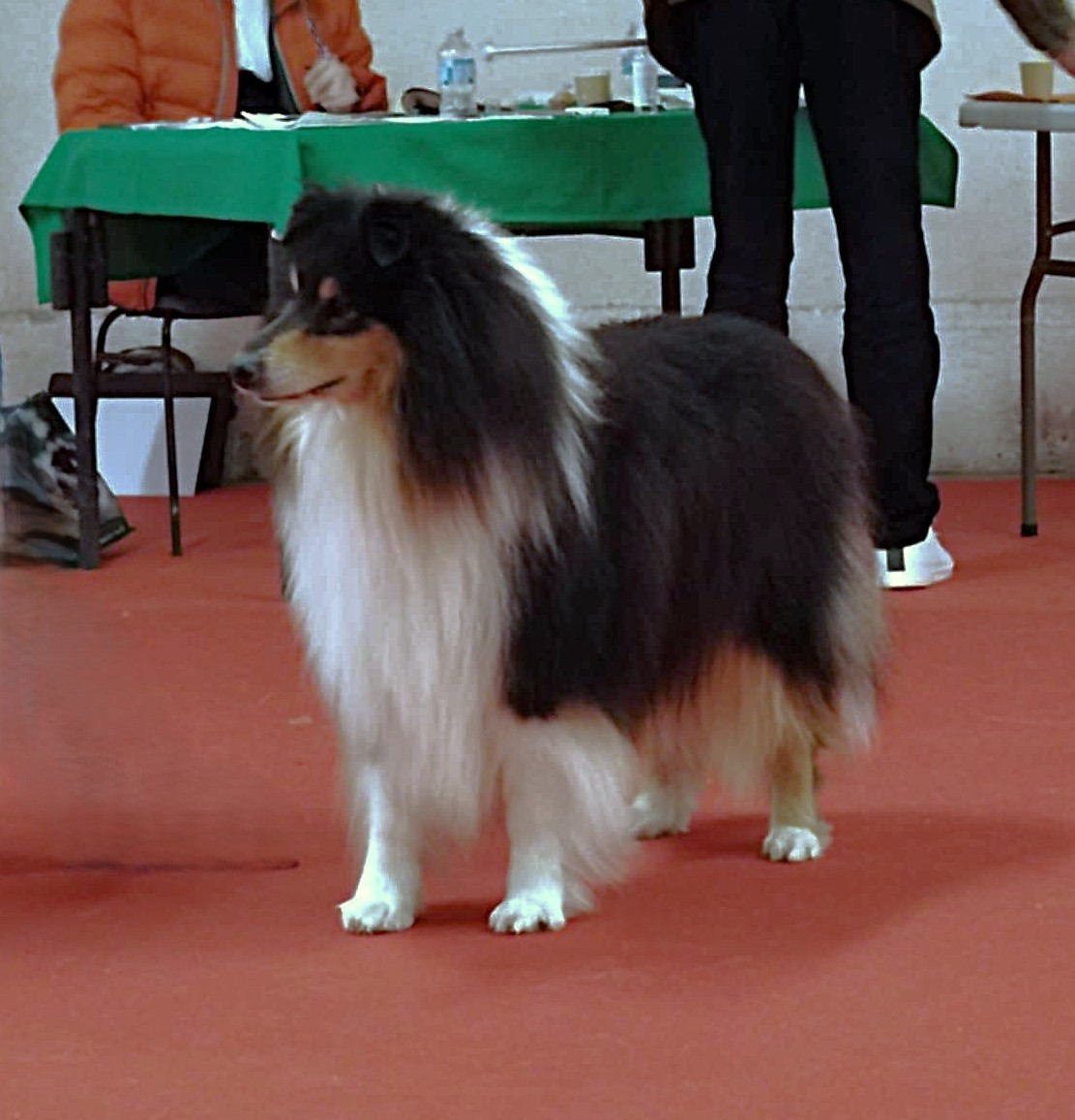 NDS BOURGES 2026, de beaux résultats pour SIROCCO et AWANA