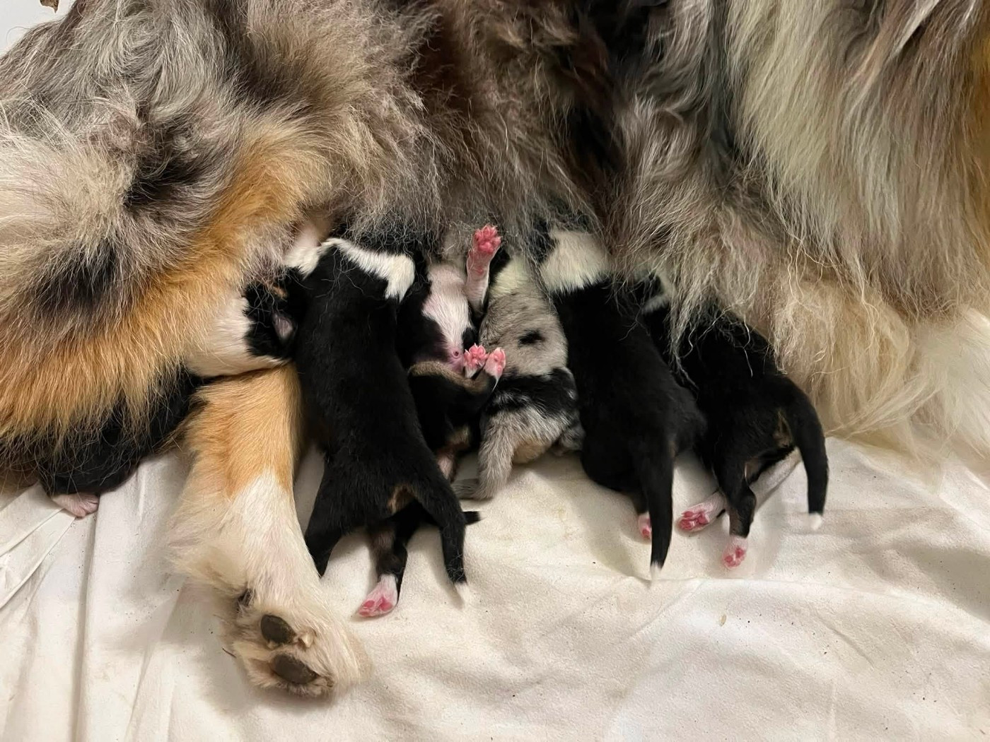 SIROCCO A NOUVEAU PAPA !